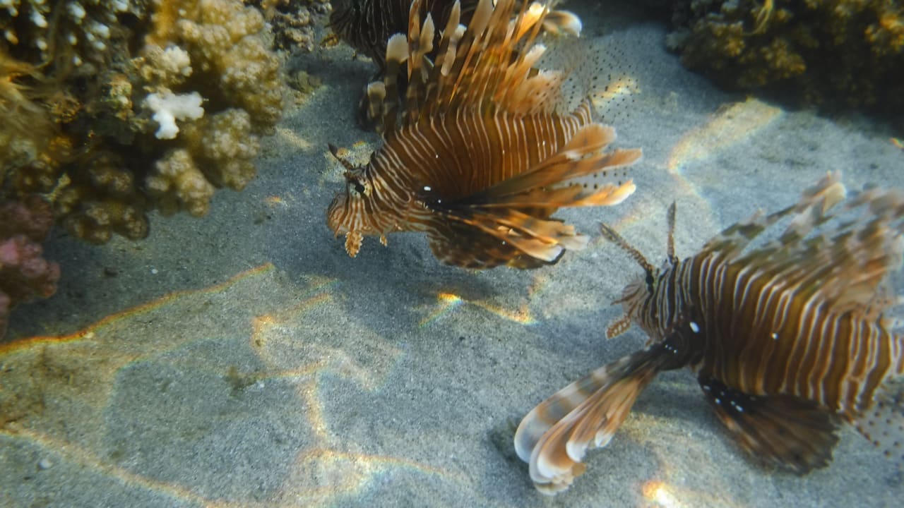 Sport & Freizeit Malikia Resort Abu Dabbab