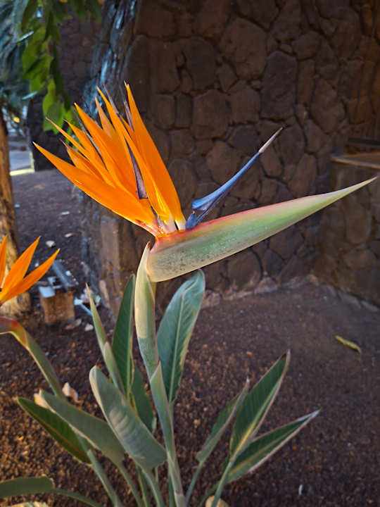 Gartenanlage Lopesan Baobab Resort