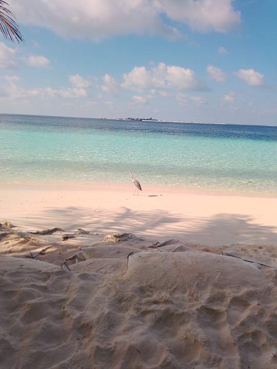 Strand Fihalhohi Maldives