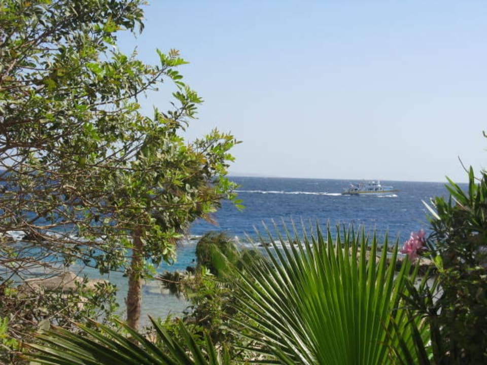 Meerblick Pickalbatros Citadel Resort