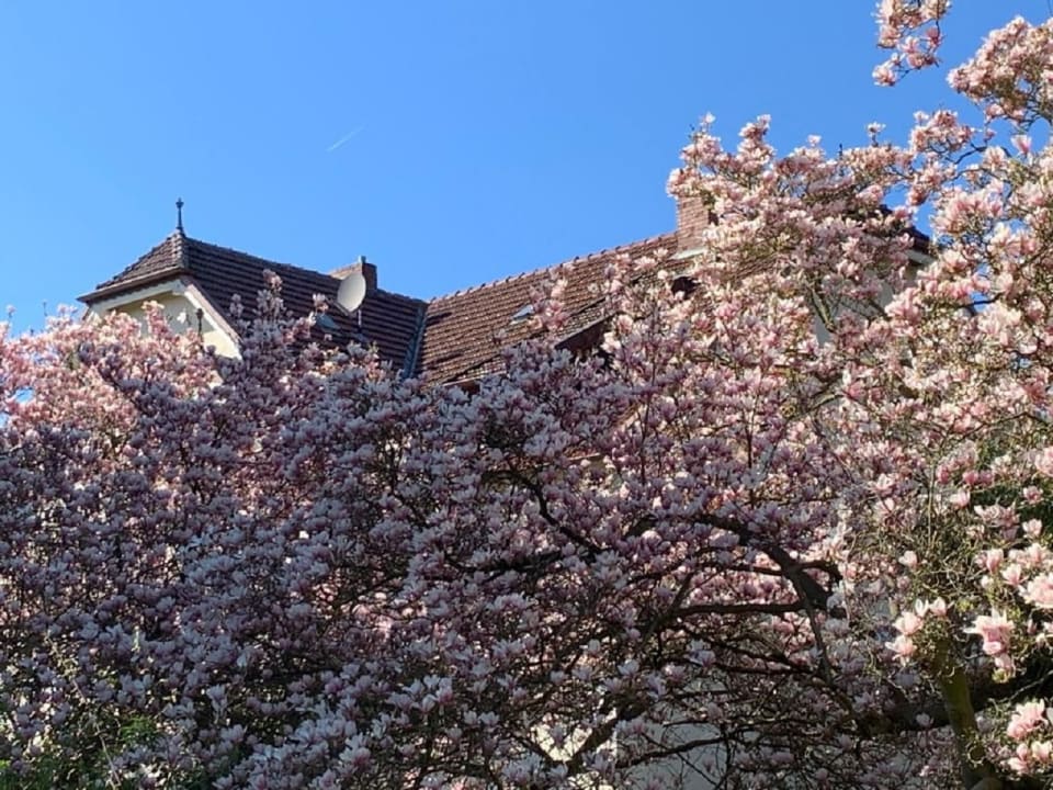 Gartenanlage Gästehaus Magnolia