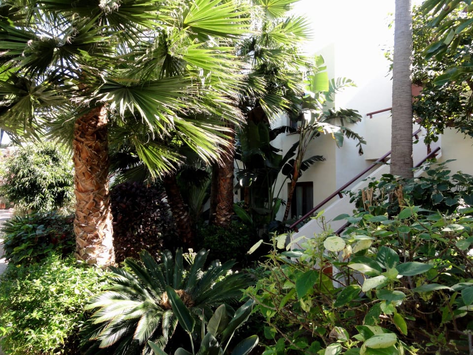Suiten im Urwald Alua Suites Fuerteventura