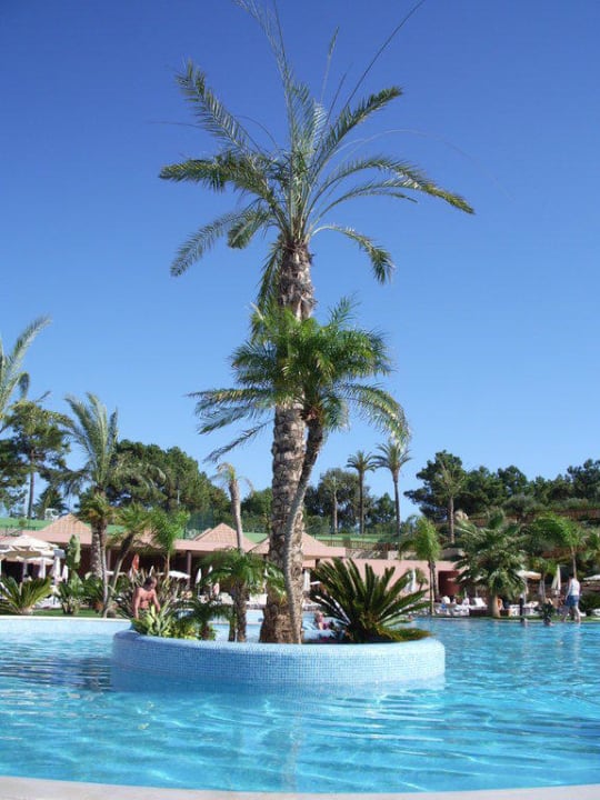 Palme im Pool 3HB Guaraná - All Inclusive