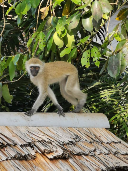 Sonstiges Hotel Pinewood Beach Resort & Spa