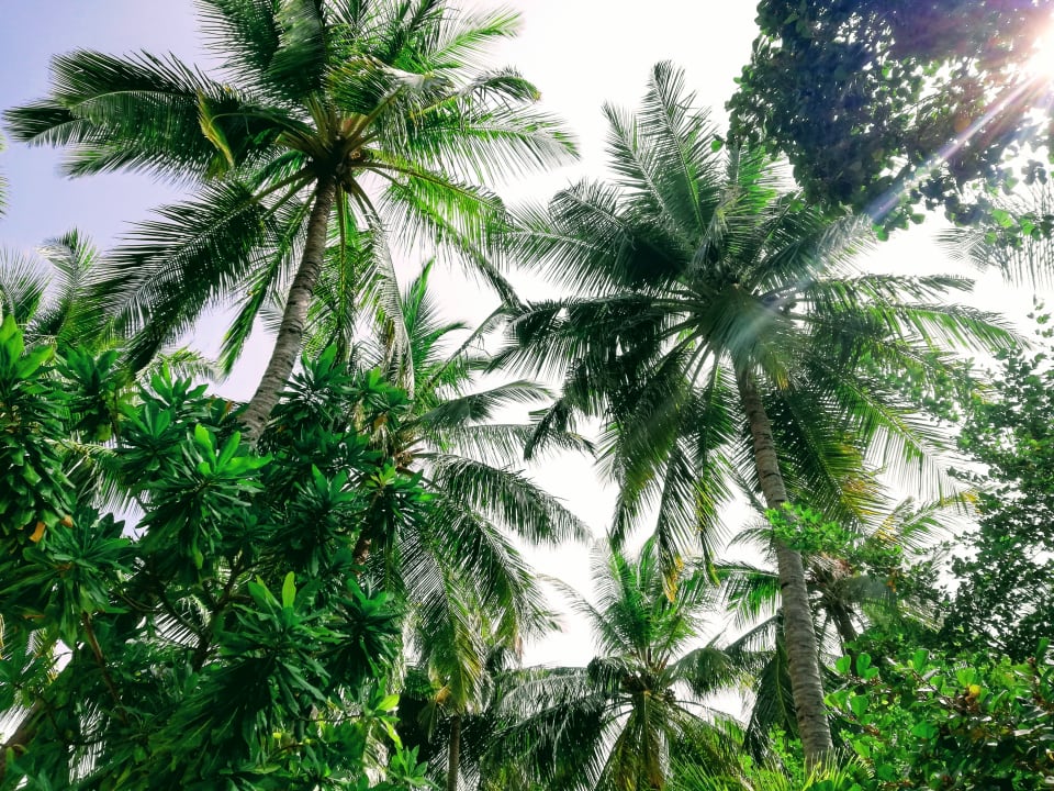 Gartenanlage Summer Island Maldives