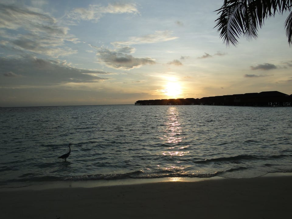 Wasservillen Vilamendhoo Island Resort & Spa