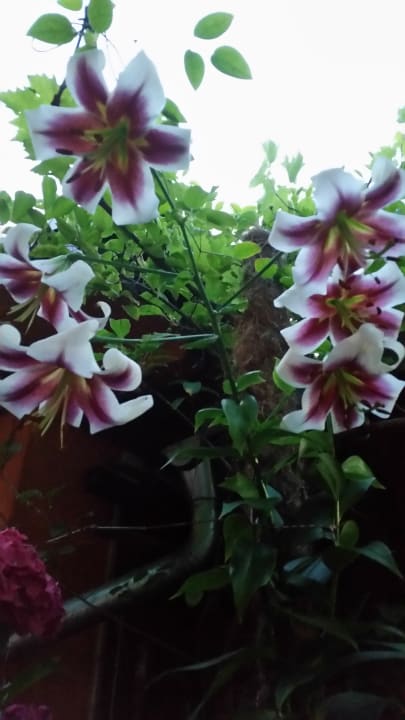 Gartenanlage Pension Body Sun