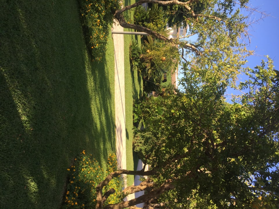 Gartenanlage Prinsotel La Dorada