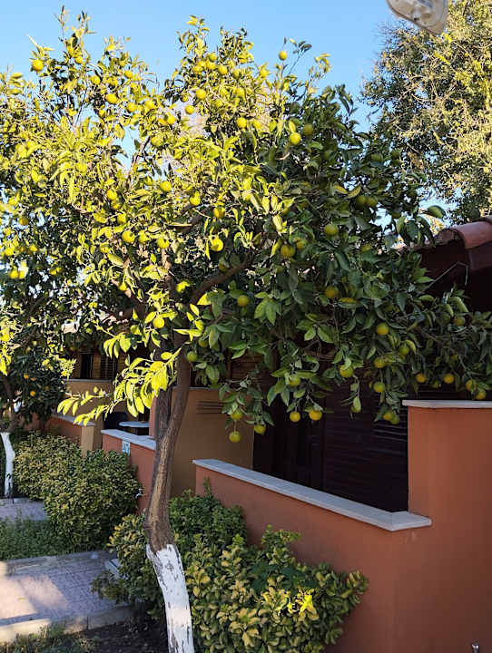 Gartenanlage Özlem Garden Hotel