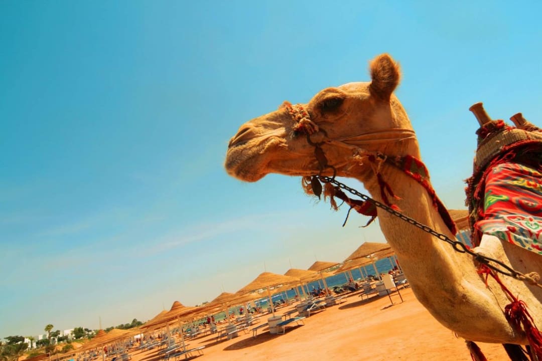 Main beach Domina Coral Bay Resort, Diving , Spa & Casino