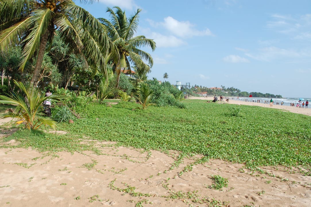 Strand Thaala Bentota