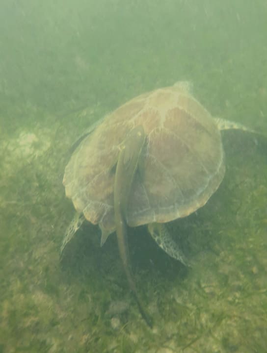 Strand Akumal Bay Beach & Wellness Resort