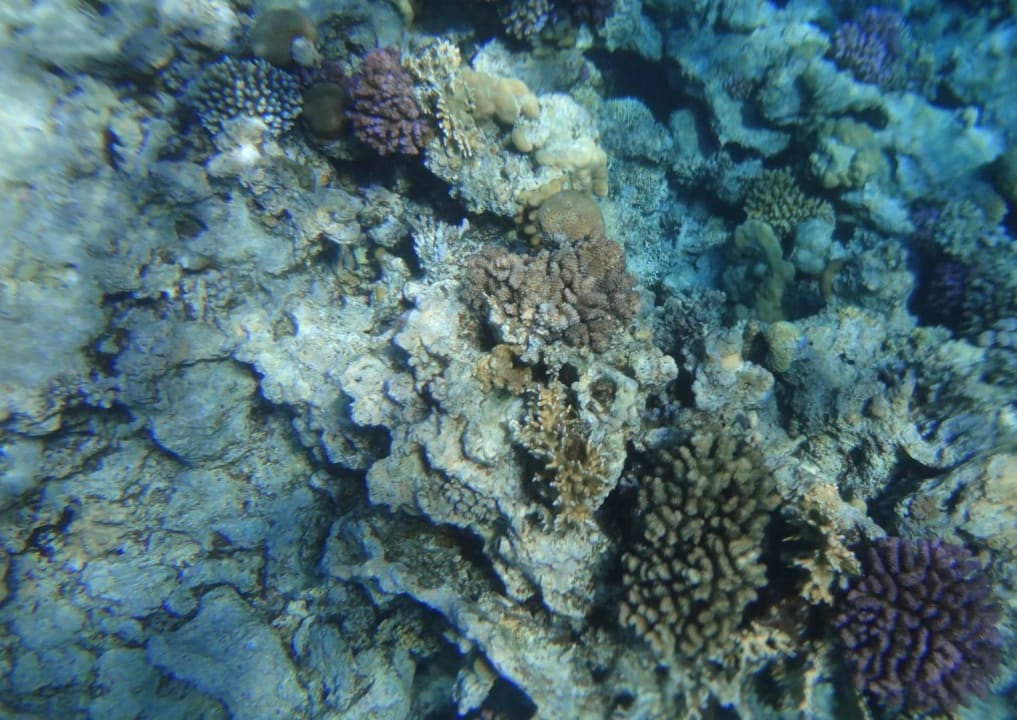 Стела Stella Garden Resort & Spa, Makadi Bay