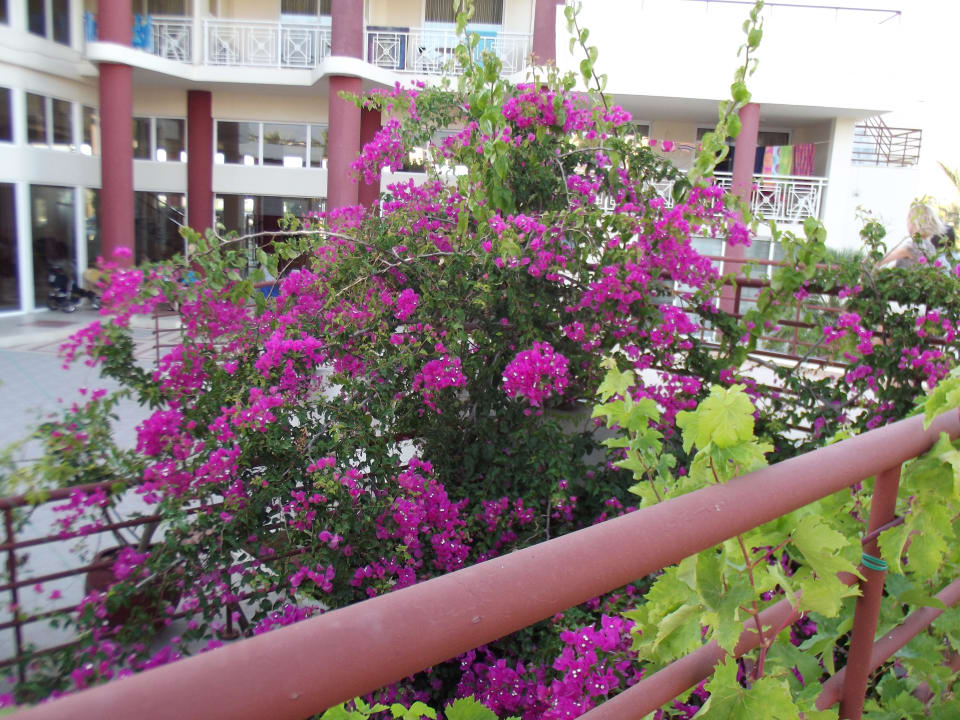 Die schöne Blumenlandschaft HARPIN Georgioupolis Resort Aquapark & SPA