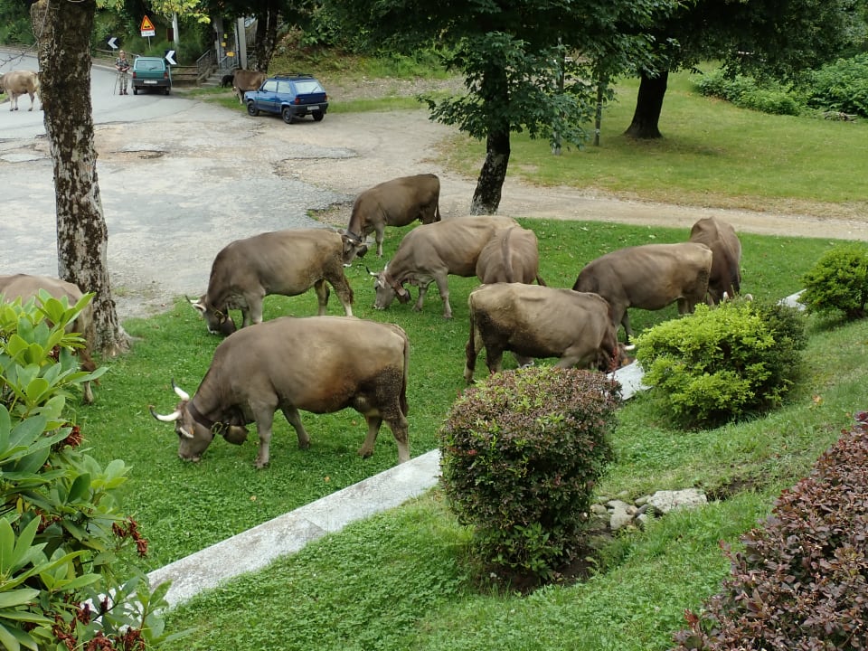 Gartenanlage Hotel Madonna di Luciago