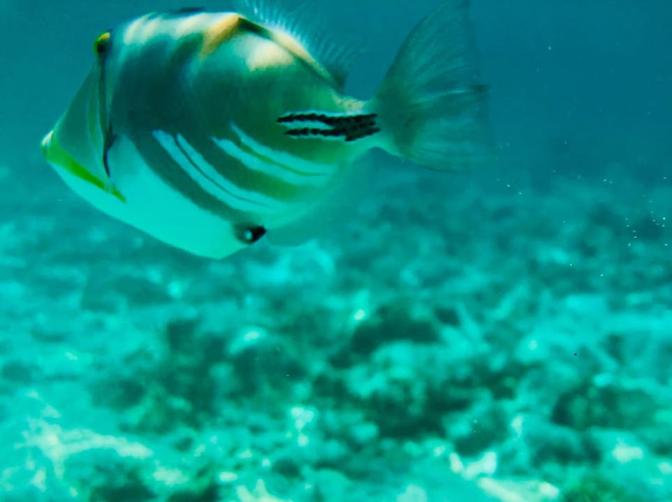 Sport & Freizeit Sun Siyam Olhuveli