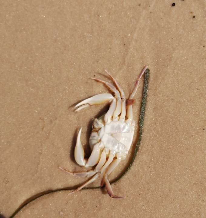 Strand Iberostar Selection Kuriat Palace