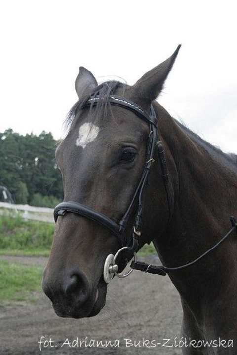 Konie Tematyczny Ośrodek Sportowo-Rekreacyjny Dwór Zawiszy