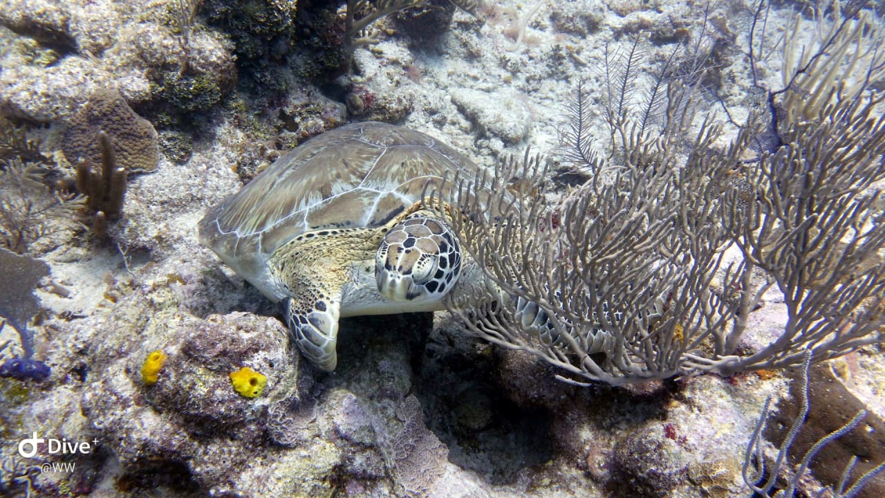 Sport & Freizeit Akumal Bay Beach & Wellness Resort