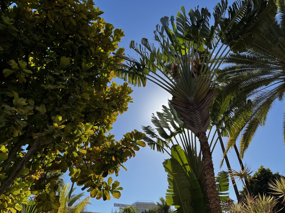 Gartenanlage Hotel Parque Tropical