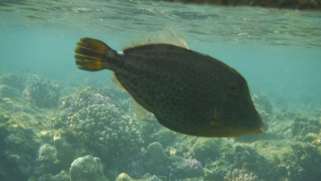 Sport & Freizeit Malikia Resort Abu Dabbab