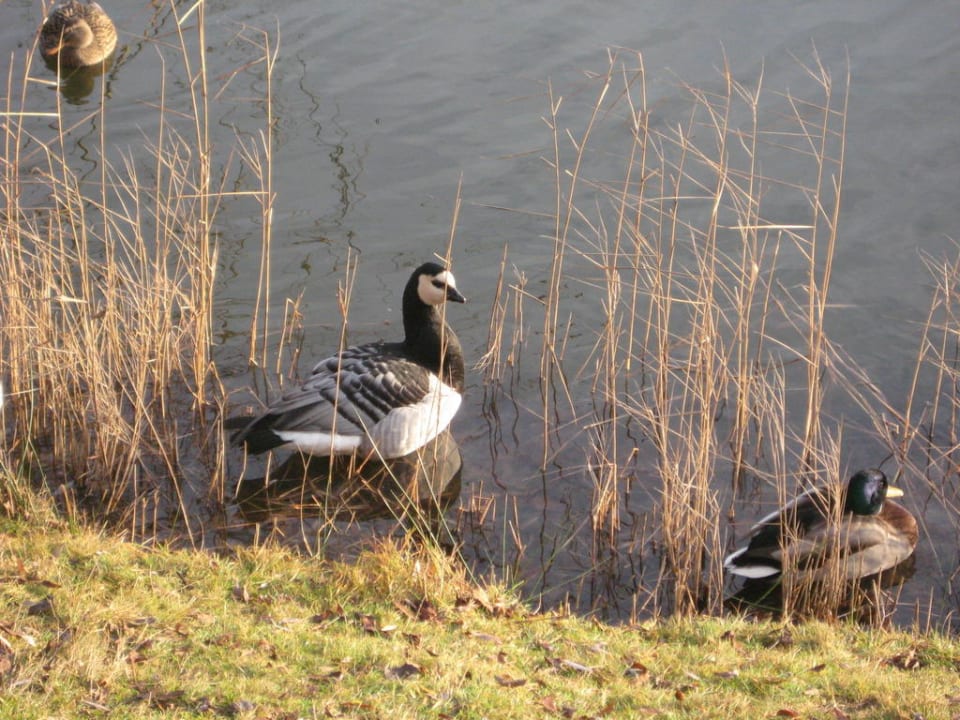 Noch mehr Enten Roompot Weerterbergen