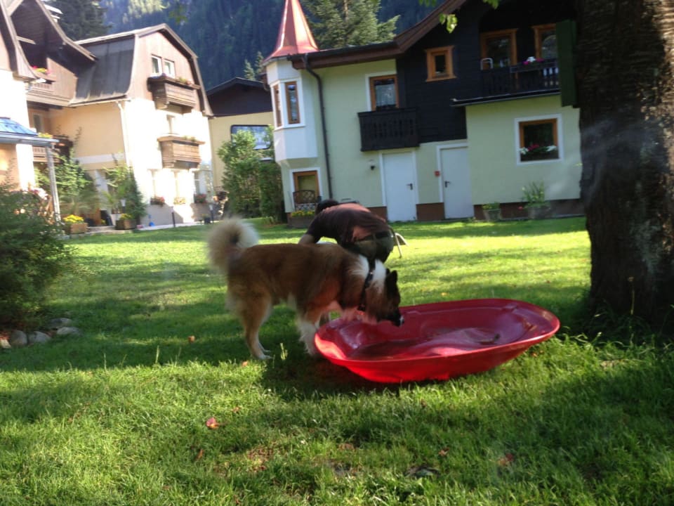 Eine tierische Erfrischungsmöglichkeit GRUBERS Hotel Apartments Gastein