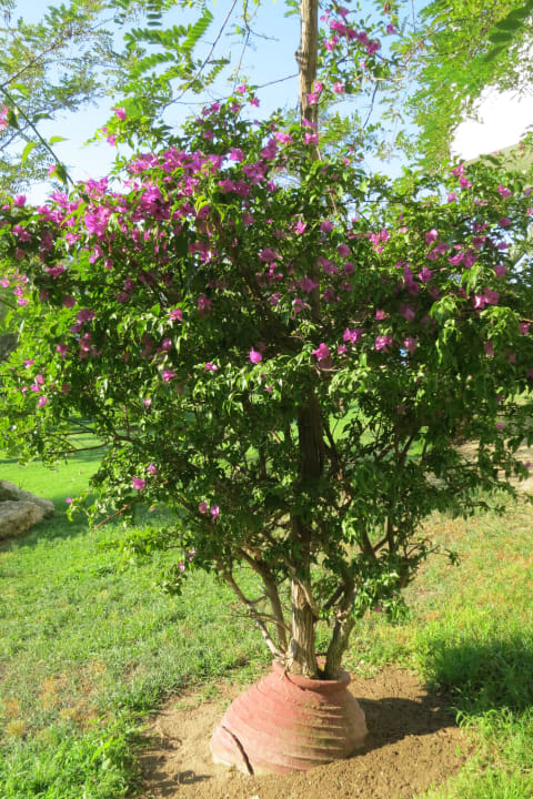 Blumenpracht im Garten Louis Zante Beach Hotel Domes Aulūs Zante, Autograph Collection