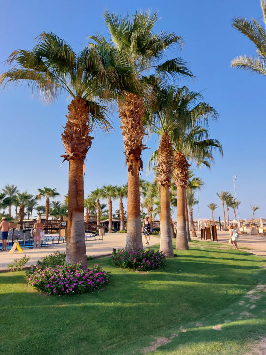 Gartenanlage Steigenberger ALDAU Beach Hotel