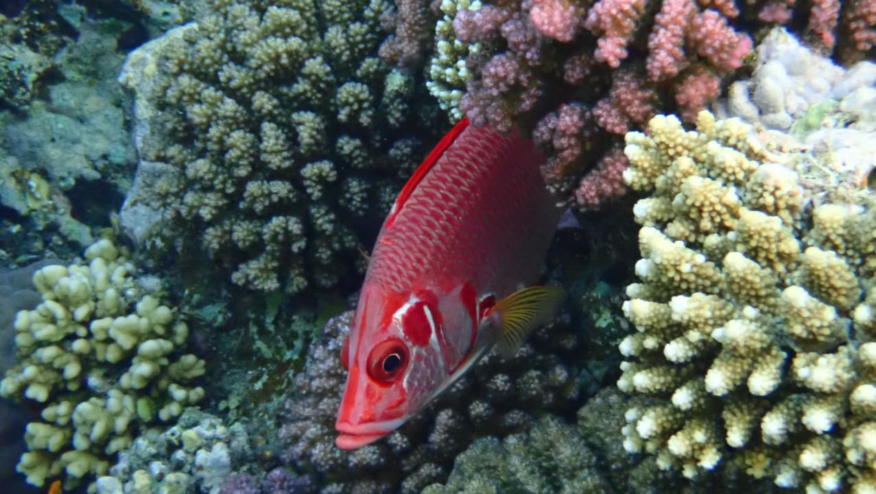 Sport & Freizeit Shams Alam Beach Resort