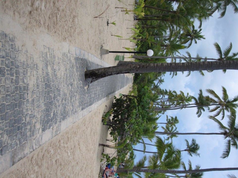 Man lässt die Palmen wie sie sind Hotel Riu Bambu