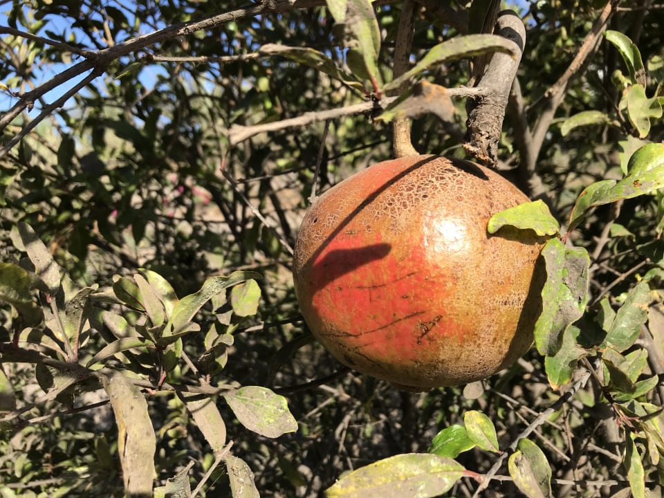Garten Bakour Fuerteventura La Pared