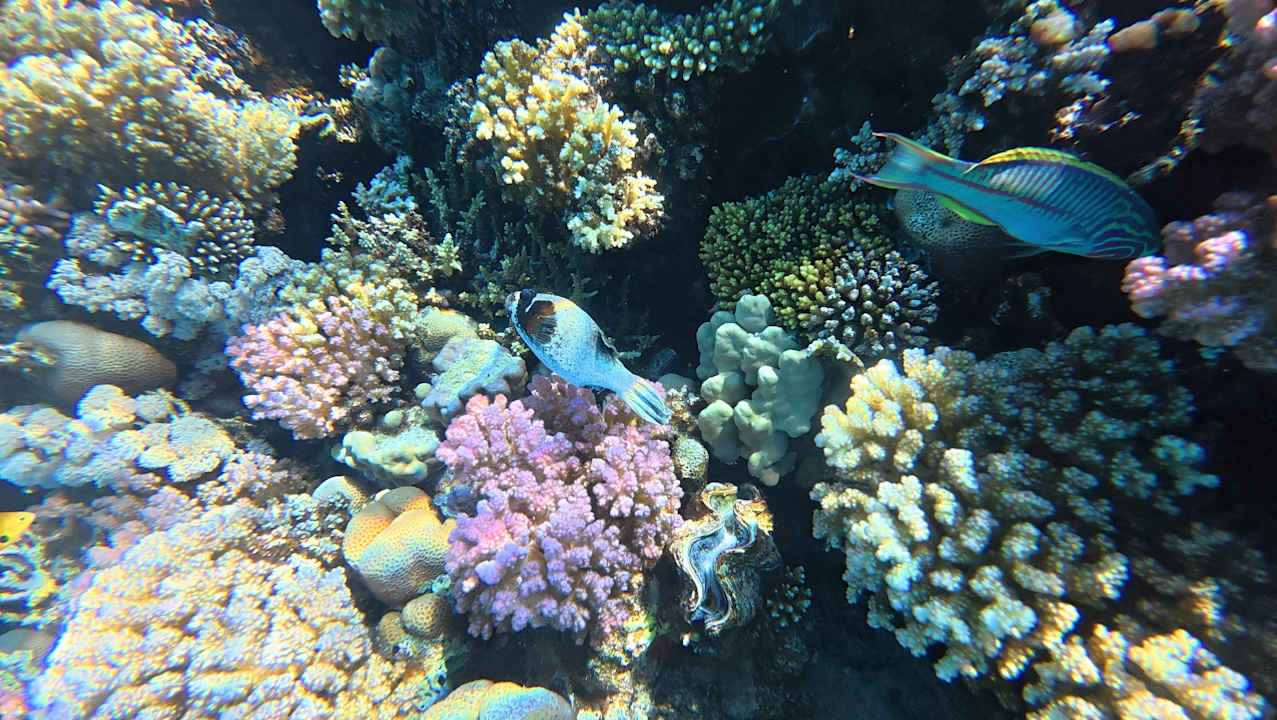 Strand Reef Oasis Beach Resort