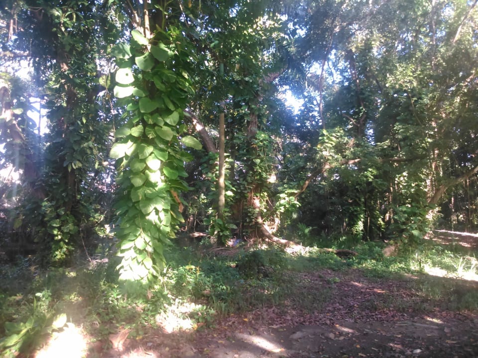 Weg zum Strand Puerto Plata Village