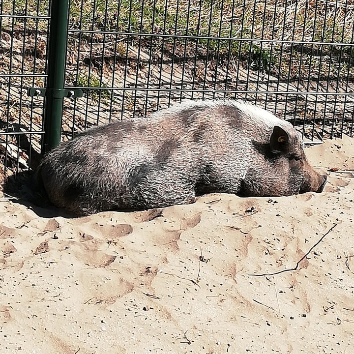 Sonstiges Center Parcs Park Zandvoort - Ferienhäuser