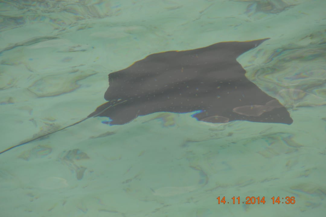 Rochen  Adaaran Club Rannalhi - All Inclusive