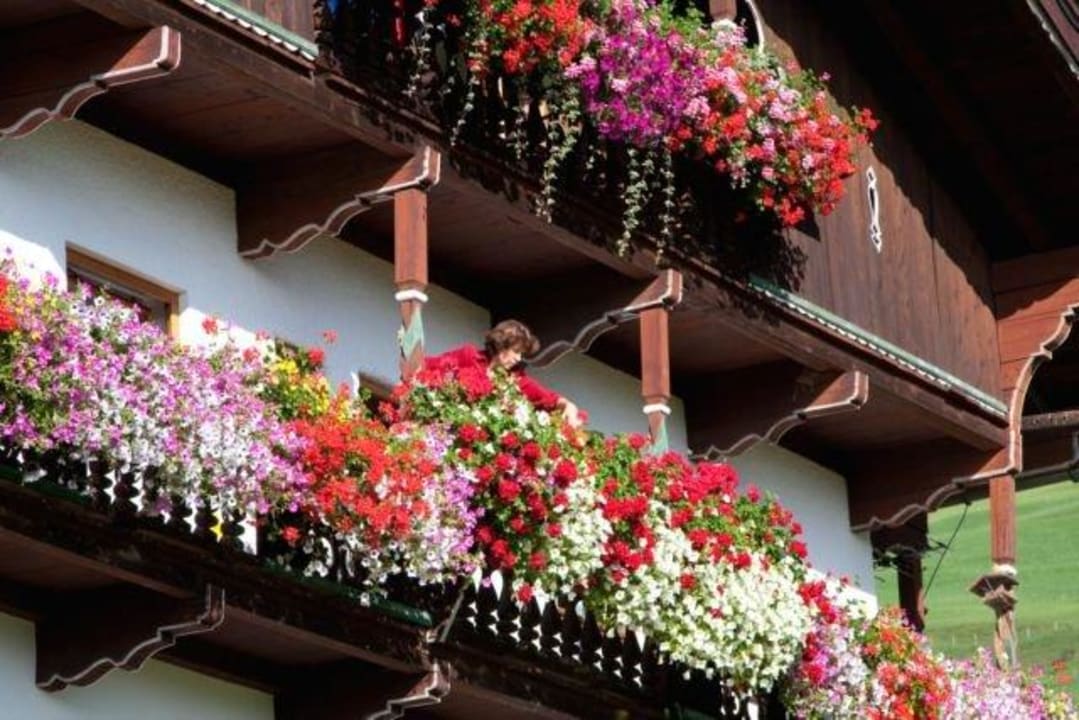 Blumen Bauernhof Fuchsbauer