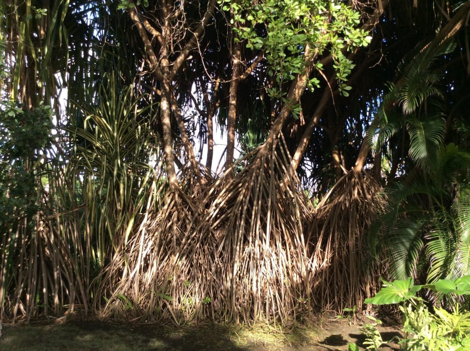 Mangrove  Punta Cana Princess All Suites Resort & Spa