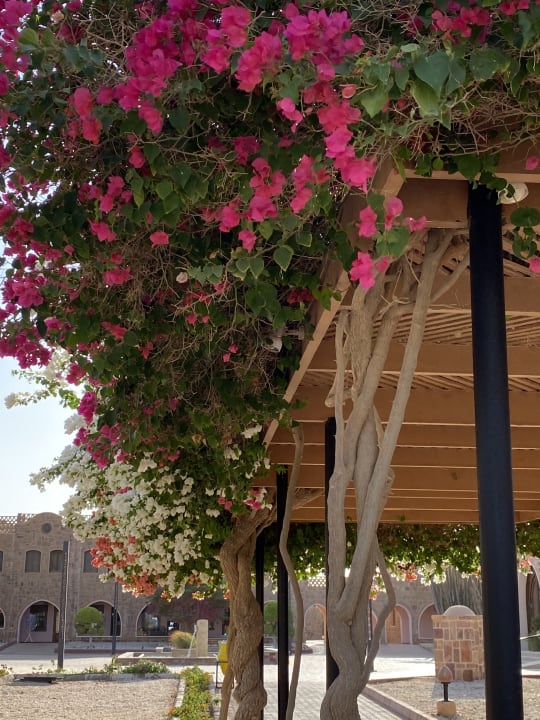 Garten Mövenpick Resort El Quseir