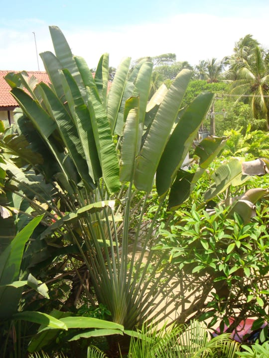 Garten Earl’s Reef Beruwala