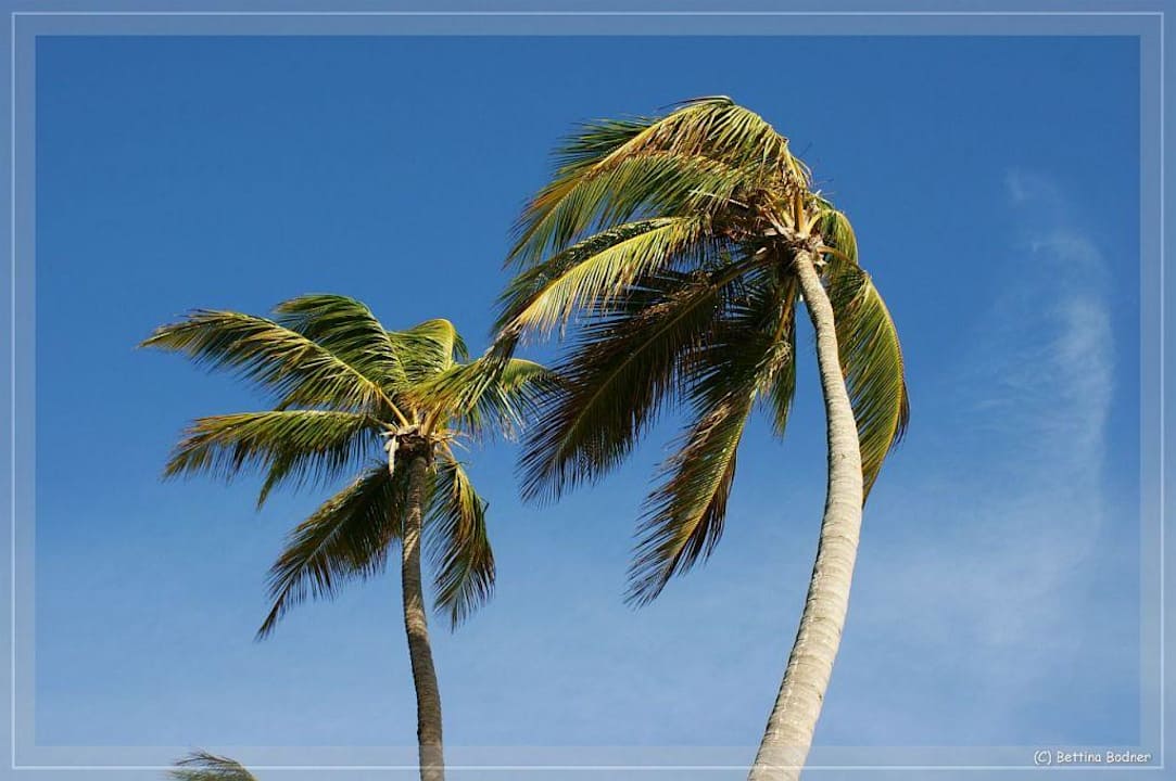 Palmenwunder Hotel Grand Palladium Palace Resort, Spa & Casino