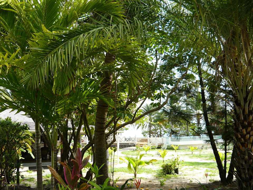 Gartenanlage Hotel Coconut Beach Club