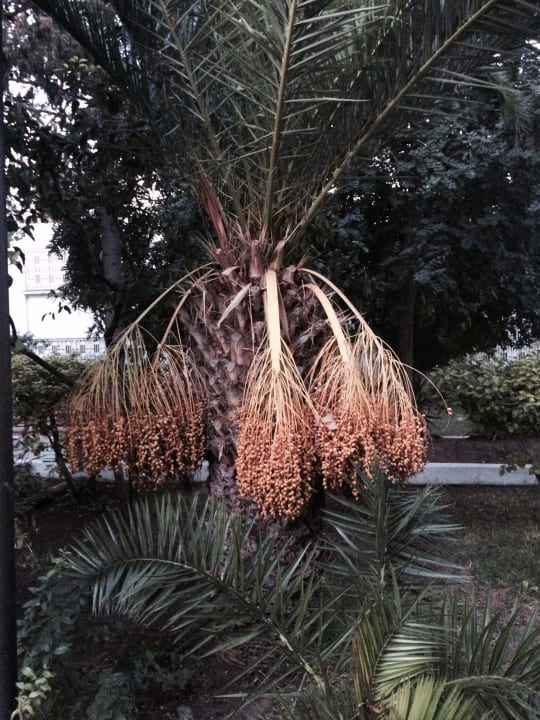 Außenansicht The Orangers Beach Resort and Bungalows