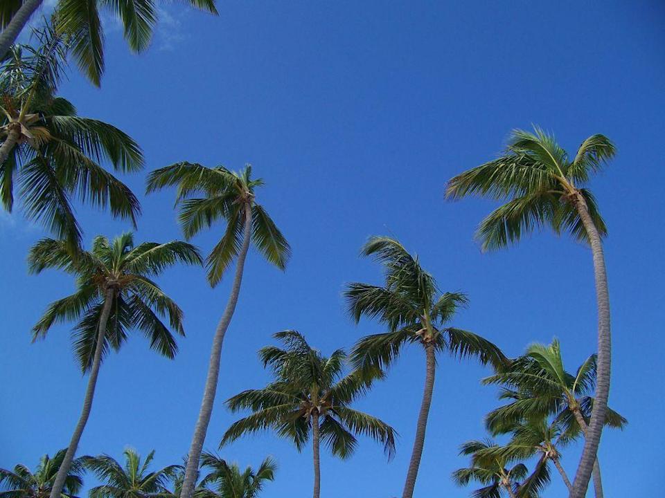 Palmen und blauer Himmel Grand Palladium Select Bávaro Resort & Spa