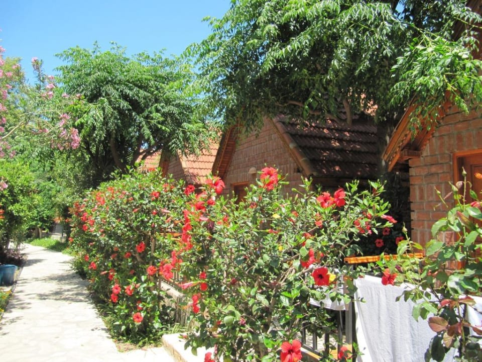 Oleandersträucher vor den Bungalows Can Garden Beach