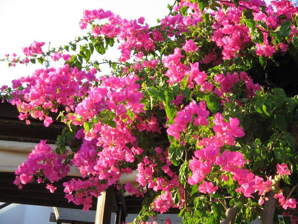 Gaia Gaia Garden Hotel