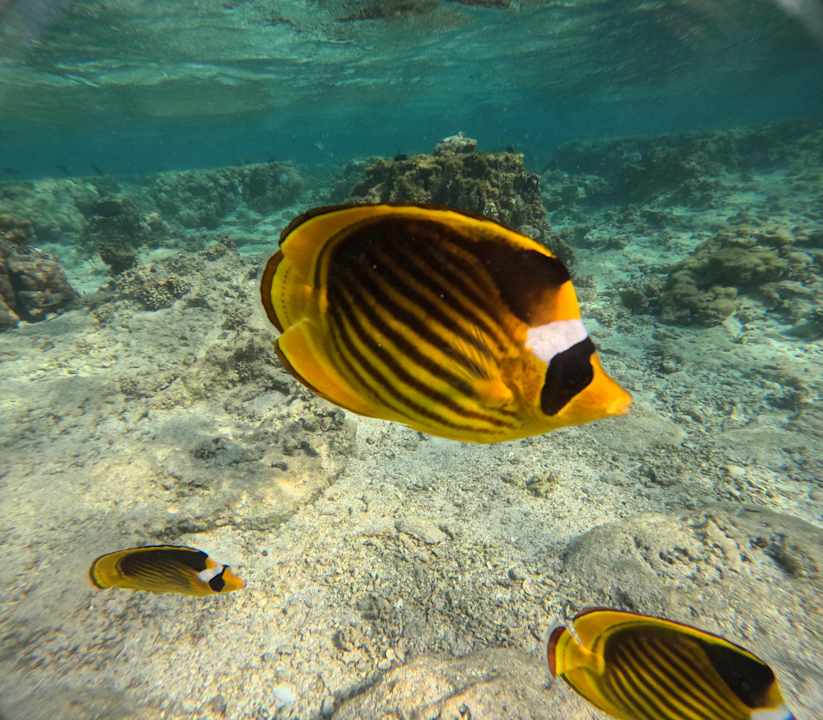 Strand Pickalbatros Sea World Resort - Marsa Alam