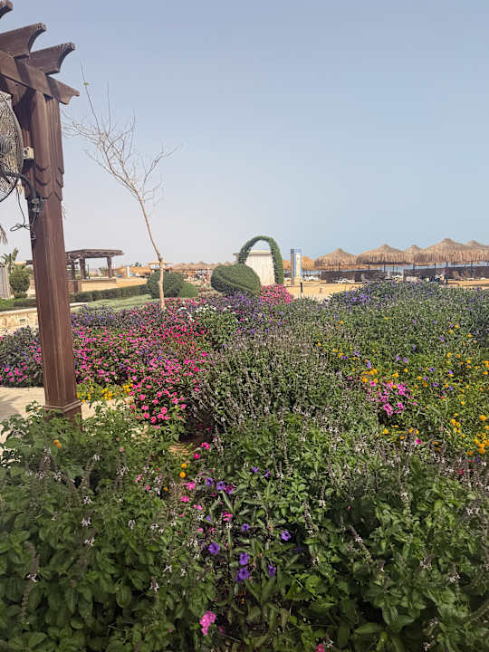 Gartenanlage Lazuli Hotel Marsa Alam