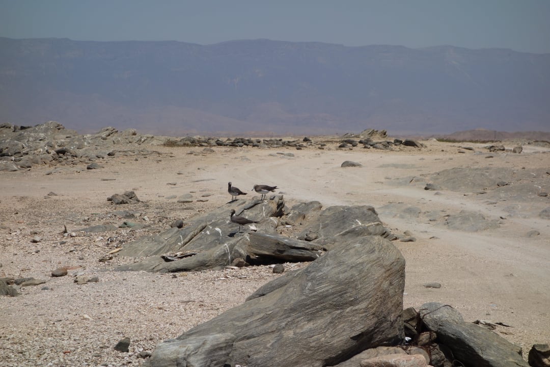 Am Strand Wyndham Garden Salalah Mirbat