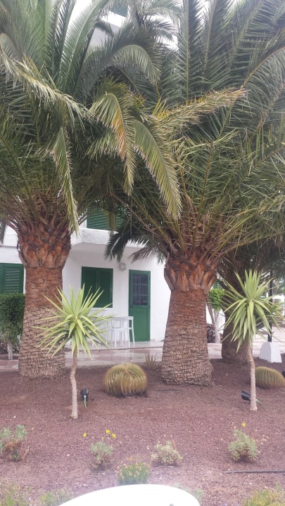 Sehr gepflegte Palmen Servatur Playa Bonita